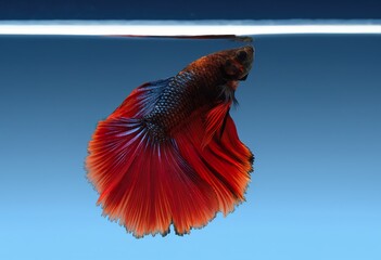 close-up photographic image of a betta fish, with a long, large, deep, shimmering, red, dark tail, swimming in crystal-clear, clear water