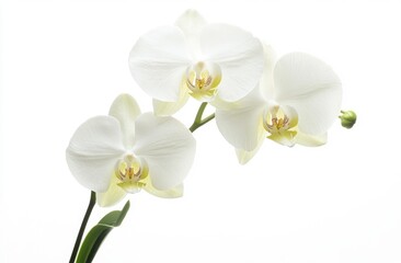 Fototapeta premium Three elegant white orchids