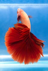 close-up photographic image of a betta fish, with a long, large, deep, shimmering, red, dark tail, swimming in crystal-clear, clear water
