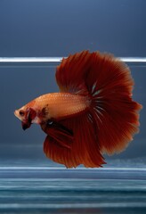 close-up photographic image of a betta fish, with a long, large, deep, shimmering, red, dark tail, swimming in crystal-clear, clear water