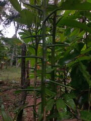 green leaves in the forest