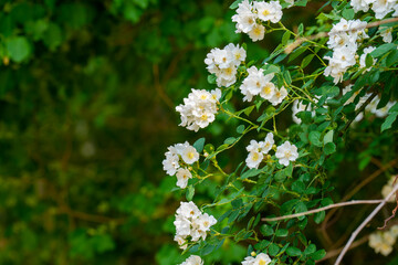Close-up photo of a white Multiflora rose (Rosa multiflora) flower blooming in spring