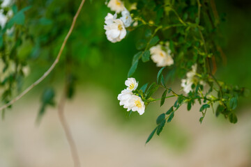 Close-up photo of a white Multiflora rose (Rosa multiflora) flower blooming in spring