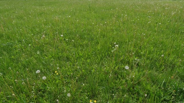 A Lush Green Meadow filled with Beautiful Dandelions in full Bloom, a true spectacle