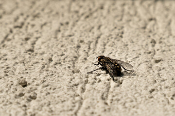 Macro Photo of a Fly on Textured Beige Background – Detailed Insect Study Image