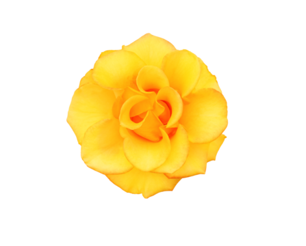 Close up yellow rose isolated on white background