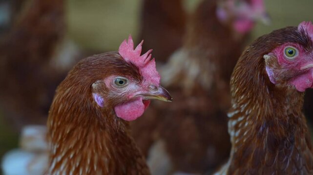 Close up of a hen in a chicken farm. Organic farm concept. Organic living. Asian farming. Chicken eggs. Farm.
