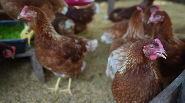 Close up of a hen in a chicken farm. Organic farm concept. Organic living. Asian farming. Chicken eggs. Farm.