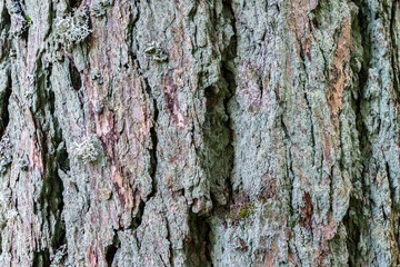 Close-Up Texture of European Larch Bark – Natural Pattern with Lichen and Cracks