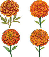 Four orange marigold flowers with green leaves