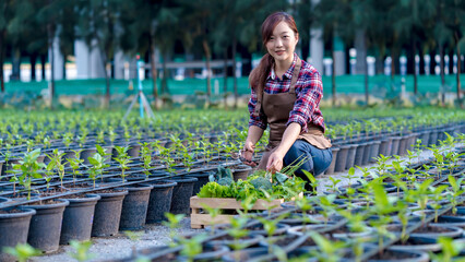 Asian woman farmer harvesting organic vegetables in a seedling nursery, smiling proudly with a...