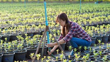 Young Asian female farmer connecting water hose to blue sprinkler system in a vegetable nursery garden, promoting sustainable irrigation and agriculture