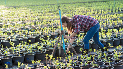 Asian woman farmer adjusting hose to sprinkler system in young plant nursery, promoting sustainable...