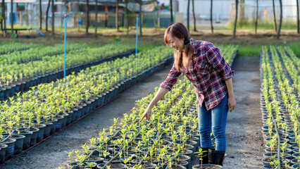 Young female farmer inspecting green potted seedlings on a sunny morning in an organic farm, wearing a plaid shirt and rubber boots in rows of vegetable pots
