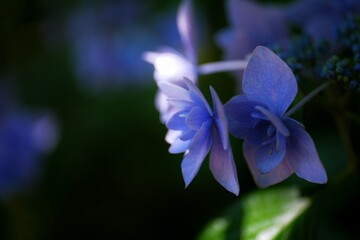 close up of blue flower