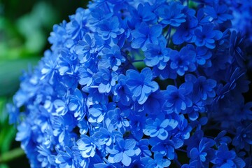 blue hydrangea flower