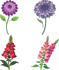 Four beautiful flower illustrations isolated on white