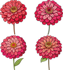 Four red zinnia flowers isolated on white background