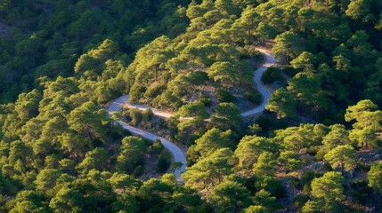 Aerial View of a Winding Mountain Road Through a Pine Forest