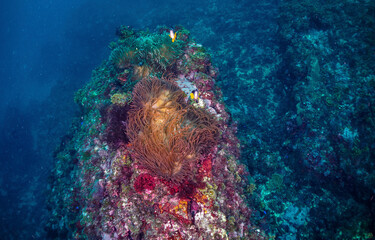scuba diver and coral reef
