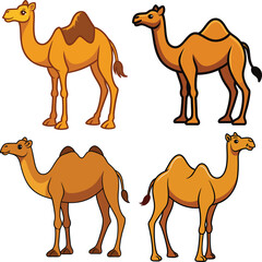 Four cartoon camels one hump two humps illustration
