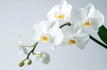 Elegant white orchids bloom against a light background