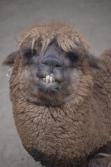 Fototapeta premium The alpaca (Lama pacos) is a species of South American camelid mammal. Fluffy brown alpaca with curious expression.