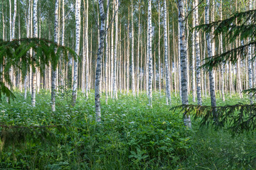 Tranquil Birch Forest with Lush Green Understory and Vertical White Trunks in Summer Light