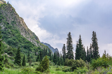 A landscape with lush green vegetation at the foot of the mountain, tall fir trees and an overcast...