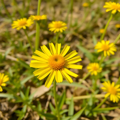 Golden Crownbeard (Also called Golden Crownbeard, Copen Daisy, golden crown beard) in the nature, Golden Crownbeard Flower closeup,Beautiful yellow flower closseup in nature Chakwal, Punjab, Pakistan