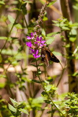 silver-spotted skipper butterfly on a pink flower