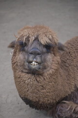 The alpaca (Lama pacos) is a species of South American camelid mammal. Fluffy brown alpaca with curious expression.