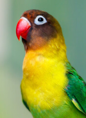 A yellow and green parrot is standing on a branch