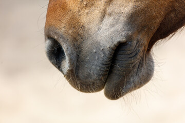 Naklejka premium The nose of a horse is shown in detail