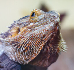 A lizard with a brown and orange head and body