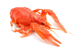 A large red crab is laying on a white background