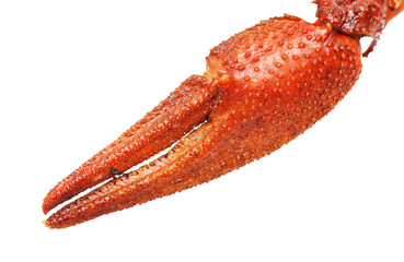 A claw with a red tip is shown on a white background