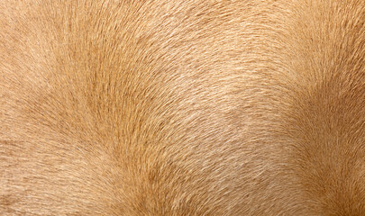 The fur of a dog is shown in a close up