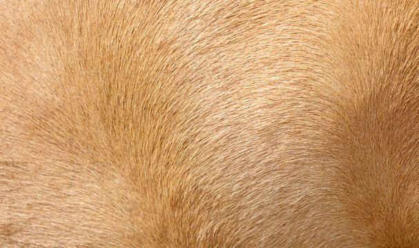 The fur of a dog is shown in a close up