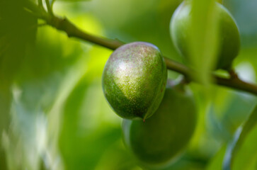 A green fruit is hanging from a tree branch