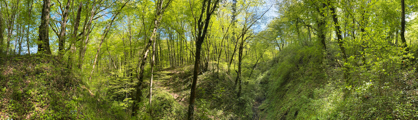 A panoramic view of a forest with trees and a hill in the background