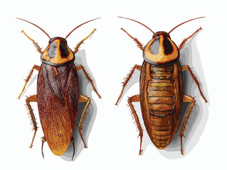 cockroach vector art