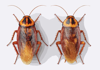 cockroach vector art