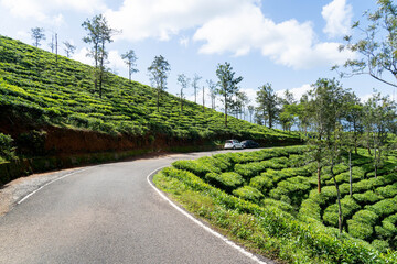 tea plantation, landscape with trees