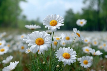 Fototapeta premium Daisy meadow under soft light featuring vibrant yellowcentered white petals and a natural blurred background