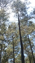 Looking Up at Pine Trees in Forest