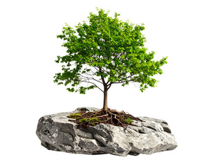 Small tree is growing on a rock