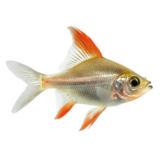 Fototapeta premium Rutilus live fish in isolation showcasing details of fins and body shape for design purposes, Live fish object for design Rutilus live fishisolated on Transparent background