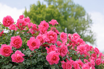 Roses blooming in the garden