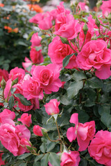 Obraz premium Roses blooming in the garden